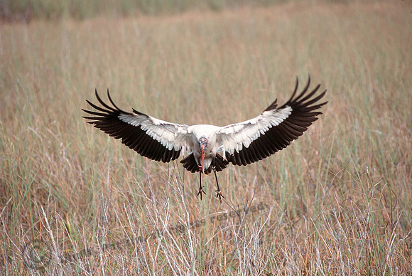 Wood Stork 25