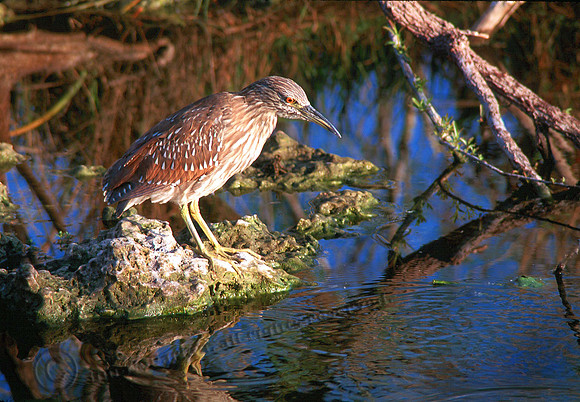 Imm Night Heron 3