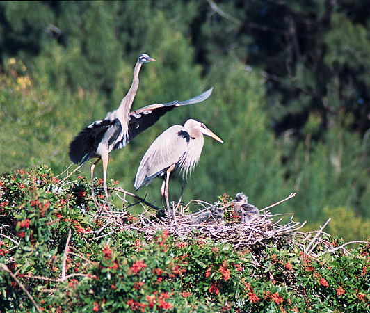 GBH Chicks 21, fl6_19