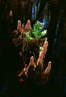 Cypress Knees & Firns