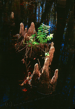 Cypress Knees & Firns