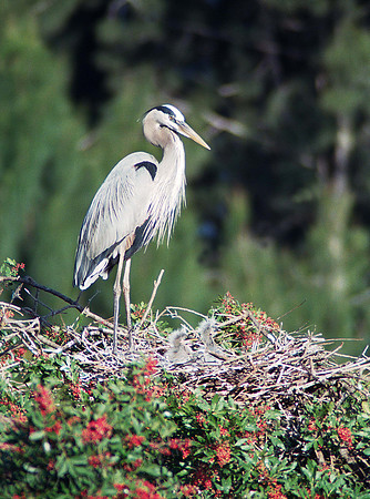 GBH Chicks 5, fl4_14