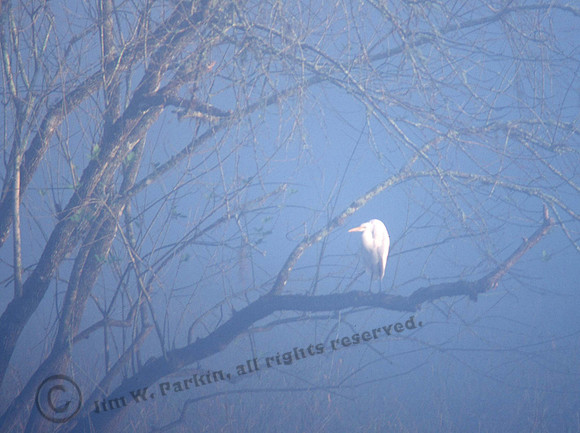 Egret in Fog 1