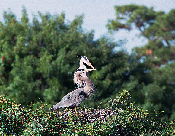GBH Mating 10, fl3_19