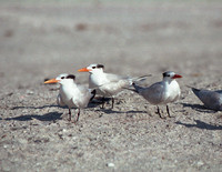 Terns 4,FL16_7