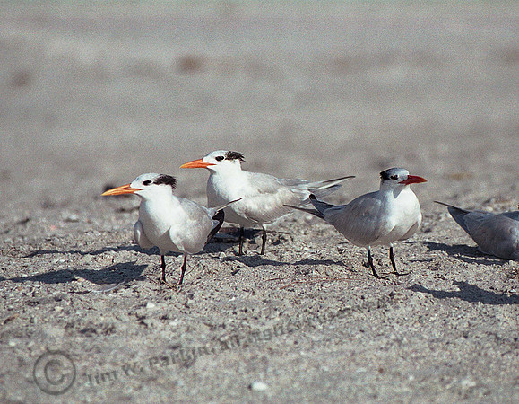 Terns 4,FL16_7