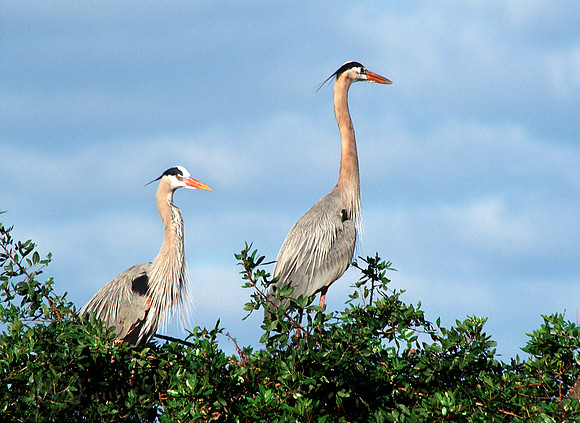 GBH Pair 18