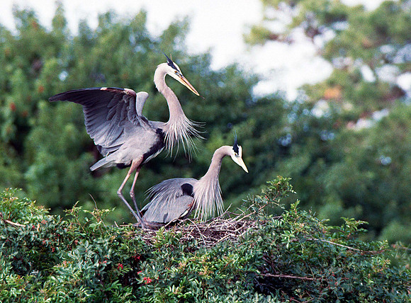 GBH Pair 4, fl3_2
