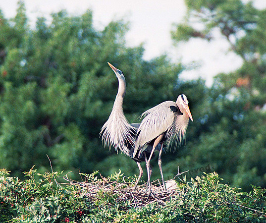 GBH Pair 1, fl 2_13