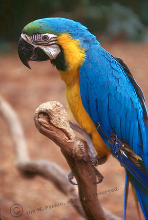 Parrots 3