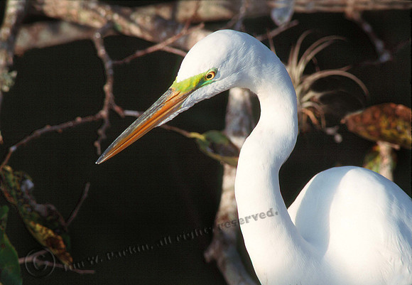 Great Egret
