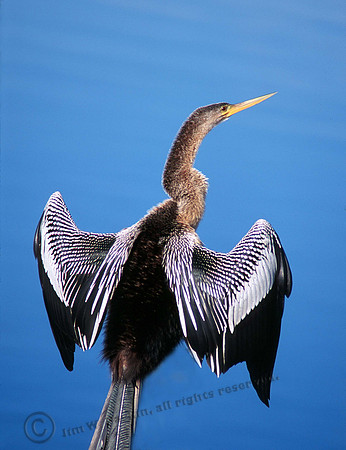Anahinga 11