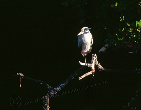 YCNH 1 copy
