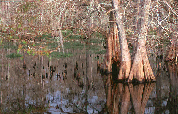 Cypress Trunks 10