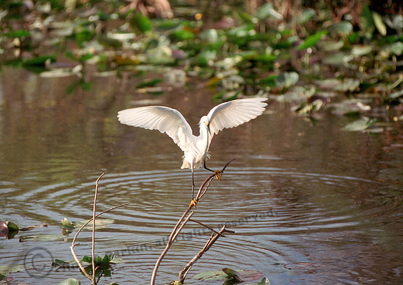 Snowy Egret 32