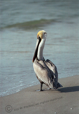 Br Pelican 19,FL16_1
