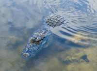 image-111315