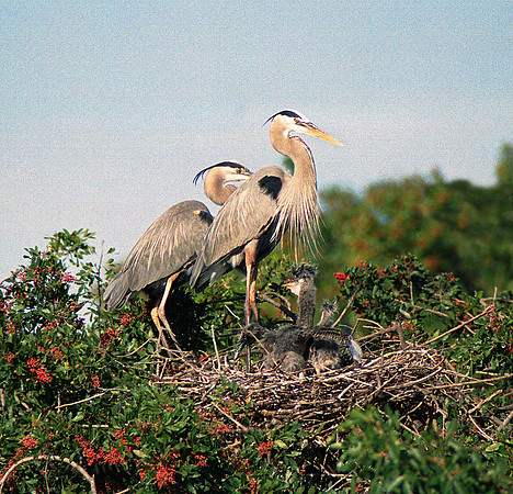 GBH Chicks 20, fl6_17