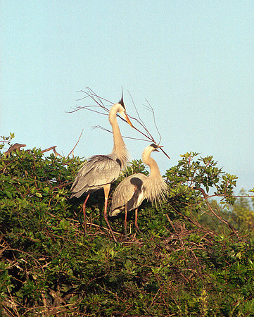 gbh 71,FL17_16