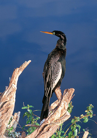 Anahinga 28
