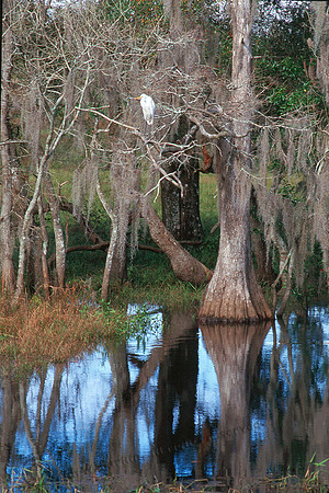 Great Egret 10