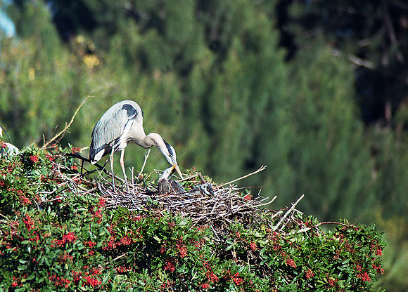 GBH Chicks 12, fl5_8