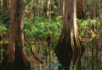 Cypress Trees & Firns 4