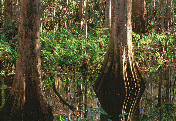 Cypress Trees & Firns 4