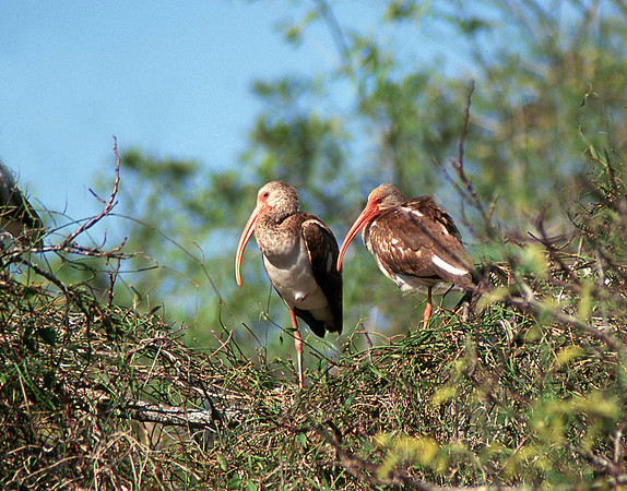 Imm white ibis 1
