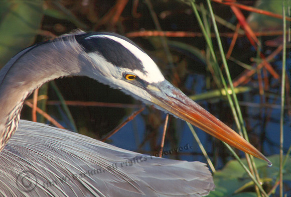 GBH 51