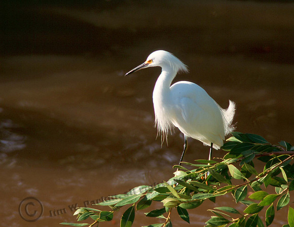 Snowy Egret 20 copy