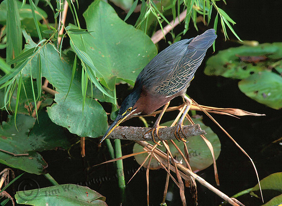 Green Heron 6