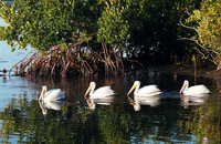 Florida Everglades