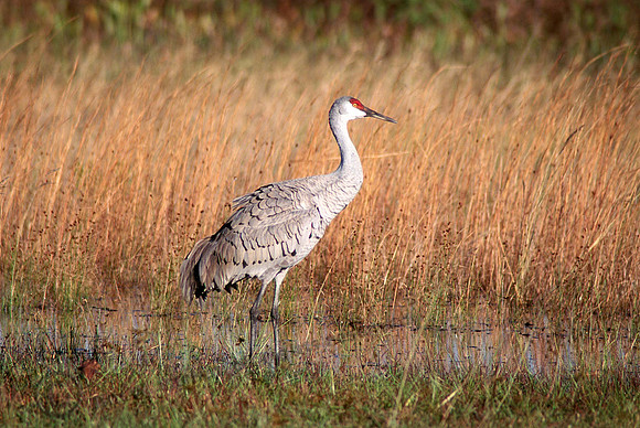 Sandhill Cranes 24 copy