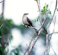 Mockingbird 1