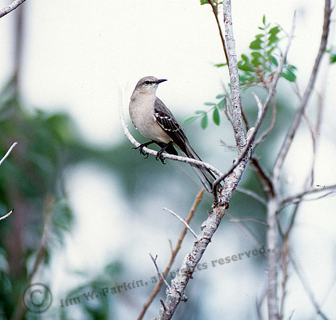 Mockingbird 1