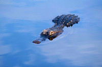 Alligator 17