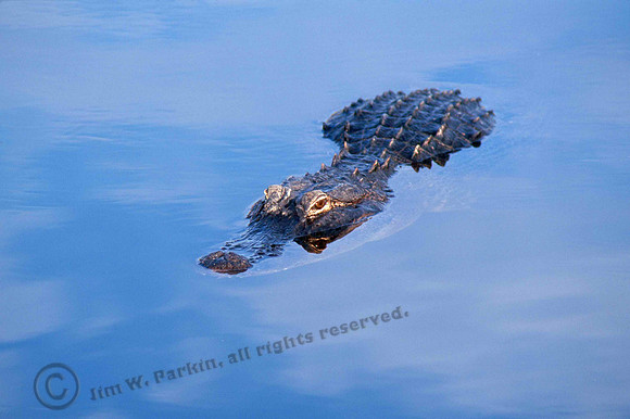 Alligator 17