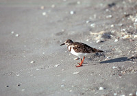 Plover,FL16_14