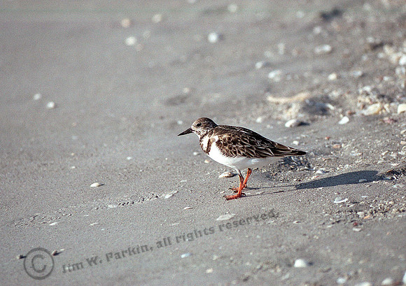 Plover,FL16_14