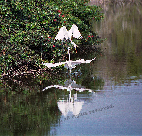 Great Egret Pair 2,FL12_2