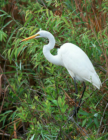 Great Egret 37