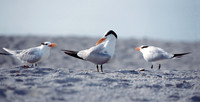 Royal Tern 2