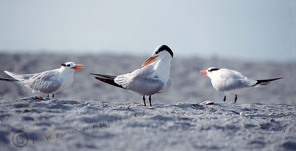 Royal Tern 2