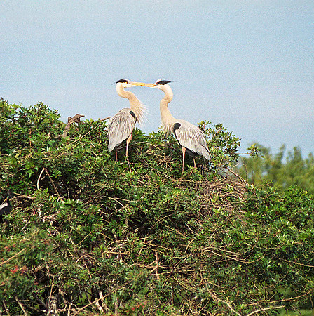 gbh 78FL18_16