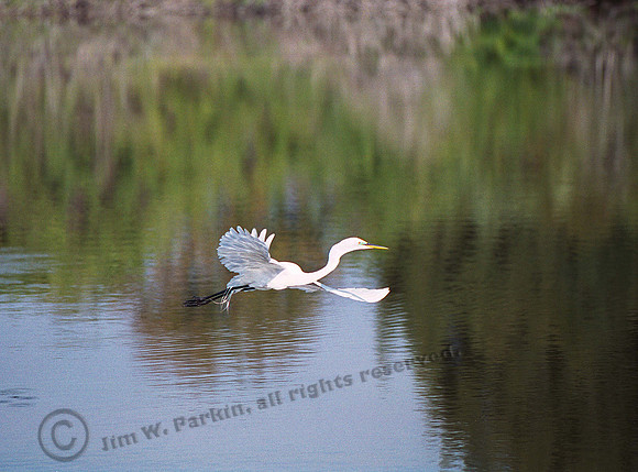 Great Egret 51,FL12_3
