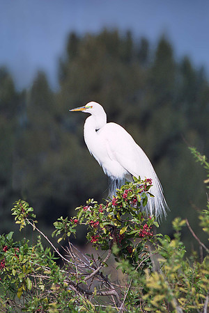 Great Egret 67,FL18_8
