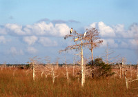egnp cypress 10 copy