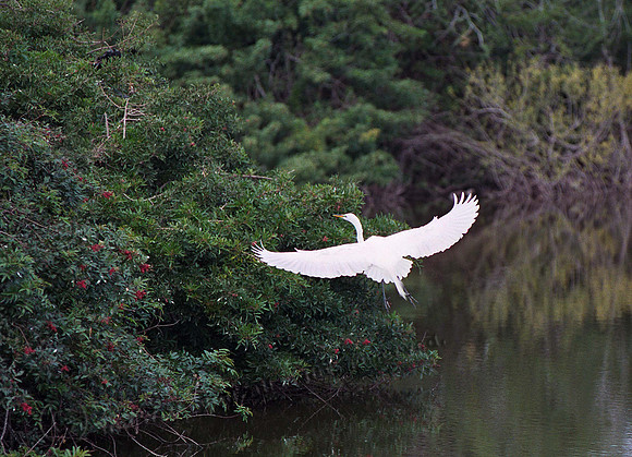 Great Egret 58,FL12_22