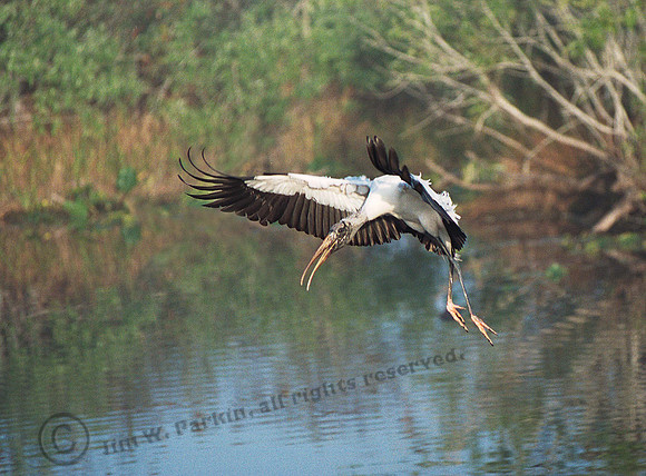 Wood Stork 35,FL19_9